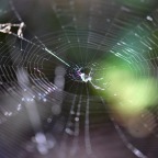 In the Web